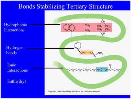 Ikatan pembentuk protein folding.