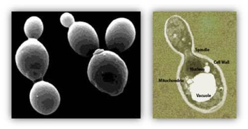 Sel yeast dilihat secara mikroskopis (www.vegetal-placenta.com).
