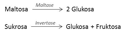 Ilustrasi fungsi enzim maltase dan invertase. Dalam hal ini terjadi reaksi pemecahan maltosa dan sukrosa menjadi gula sederhana.