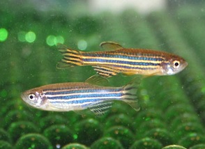 Zebrafish jantan (atas) dan betina (bawah).  Sumber gambar: http://scienceblog.com/58153/the-colour-of-love-zebrafish-perform-colourful-courtship-displays/