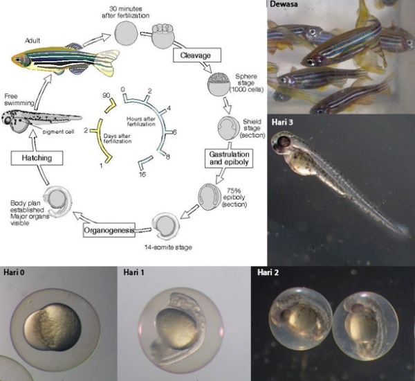 Siklus hidup dan proses perkembangan zebrafish. Sumber gambar: http://www.daniorerio.com/zebrafish-conferences-meetings/ http://www.cas.vanderbilt.edu/bioimages/animals/danrer/zfish-devel.htm