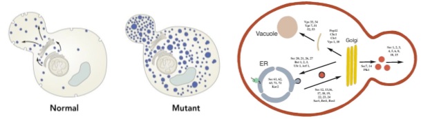 Sel ragi normal dan mutan yang menjadi objek penelitian transpor vesikel. (Kiri) Sel pada ragi yang normal atau tidak termutasi, terlihat bahwa transpor vesikel lancar. Namun pada sel mutan (kanan) yang telah dimanipulasi secara genetik, terdapat penumpukan vesikel di dalam sel sehingga gen yang termutasi tersebut merupakan gen yang mengatur transpor vesikel baik antar kompartemen di dalam sel maupun ke permukaan sel. (Kanan) gen-gen yang berhasil ditemukan dan berperan penting dalam transpor vesikel. Sumber gambar: www.nobelprize.org dan Nature Medicine, Vol.8 No.10, 2002.