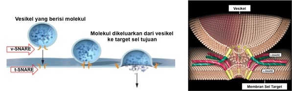 Mekanisme pelepasan molekul dari vesikel ke target sel tujuan melalui perlekatan v-SNARE dan t-SNARE spesifik. Sumber gambar: http://nobelprize.org (dengan modifikasi) dan Nature Medicine, Vol 8 No. 10, 2002.