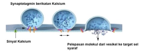 Proses fusi vesikel pada sel saraf. Südhof meneliti mekanisme kompleks protein yang menangkap sinyal kalsium dan menerjemahkan informasi tersebut untuk fusi vesikel dan melepaskan molekul dari sel saraf yang satu ke sel saraf yang lain. Sumber gambar: http://nobelprize.org (dengan modifikasi).