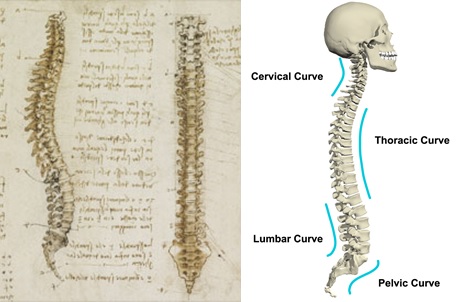  Gambar struktur tulang belakang versi Da Vinci (kiri) dan versi modern (kanan). Sumber gambar: http://www.bbc.com/culture/story dan http://www.anatomy.tv/StudyGuides