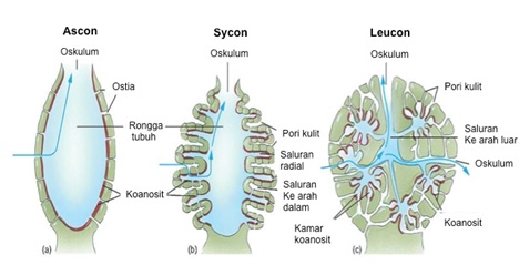 Pembagian tipe saluran air pada spons. Sumber gambar (dengan modifikasi):  http://science.kennesaw.edu/~jdirnber/InvertZoo/LecPorifera/Porif.html