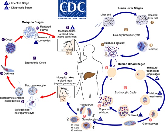 Siklus  hidup Plasmodium. Sumber: http://www.cdc.gov/malaria/about/biology/