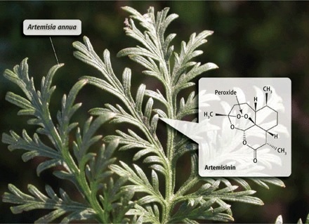 Tanaman Artemisia annua.