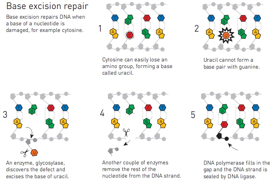 Ilustrasi mekanisme “Base Excision Repair”. Sitosin yang kehilangan gugus aminonya menjadi urasil, tidak bisa berpasangan dengan guanin, sehingga enzim glikosilase yang menemukan kerusakan tersebut akan memotong basa urasil. Pasangan dari enzim tersebut memotong nukleotida yang rusak, kemudian DNA polimerase mengisi kekosongan dan DNA ligase menyegel nukleotida yang baru dengan induknya. Sumber: http://kva.se