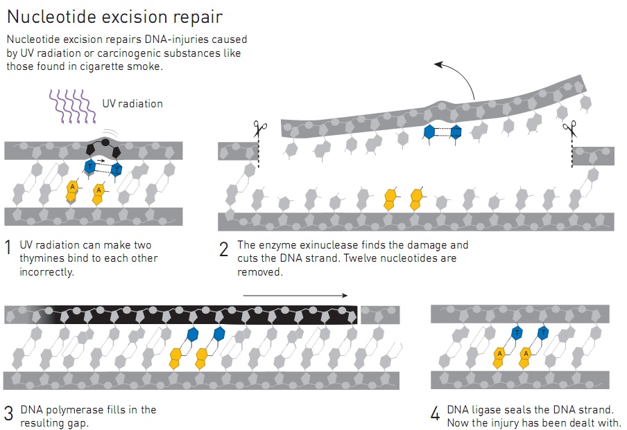 Ilustrasi mekanisme “Nucleotide Excision Repair”. Dua timin yang rusak akibat radiasi UV, 12 nukleotida disekitarnya dipotong dengan enzim eksinuklease. Kemudian DNA polimerase dan DNA ligase memerankan peran yang dama dengan mekanisme “Base Excision Repair”. Sumber: http://kva.se