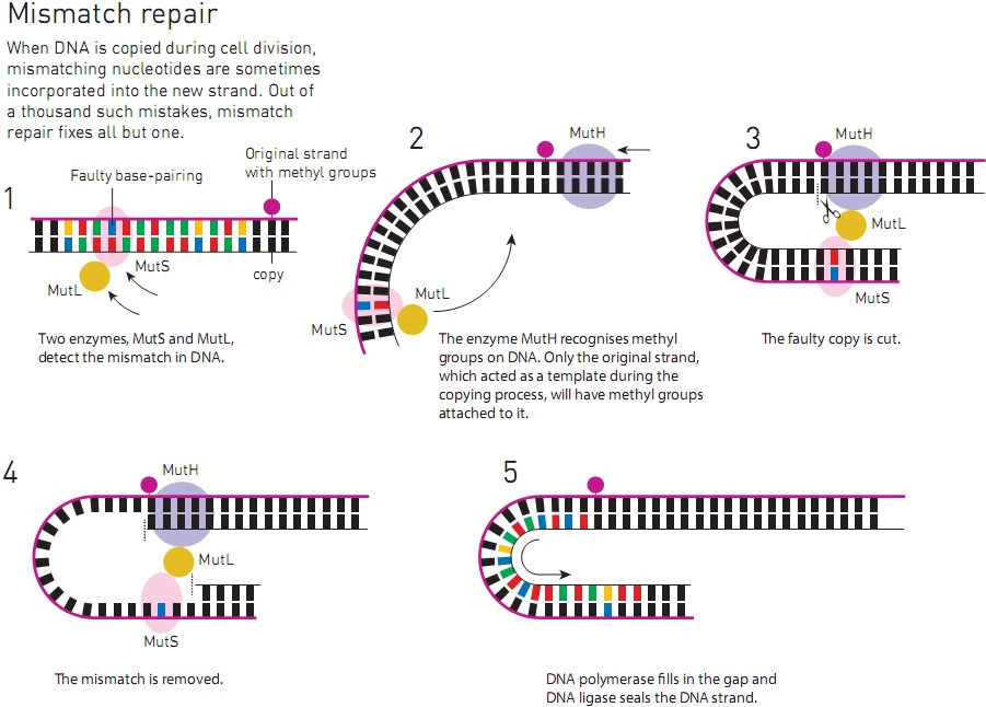 Ilustrasi mekanisme “Mismatch Repair”. Enzim MutS dan MutL mendeteksi kerusakan pasangan basa, kemudian enzim MutH memasangkan gugus metil DNA, yang berfungsi sebagai template. Enzim MutL memotong daerah yang mengalami kerusakan, kemudian DNA polimerase dan DNA ligase menjalankan peranannya. Sumber: http://kva.se